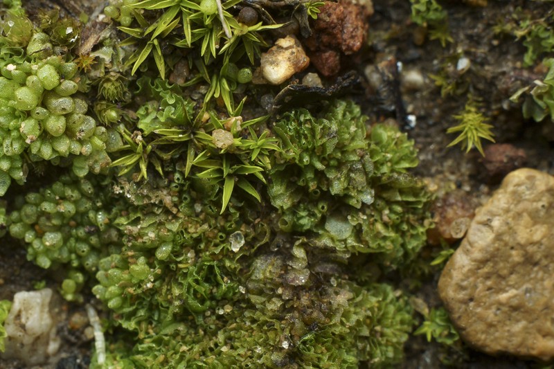 Geothallus tuberosus photo 7