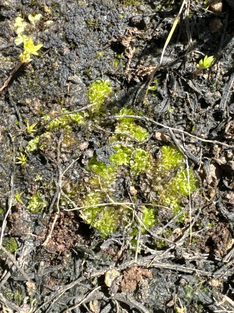 Geothallus tuberosus photo 8