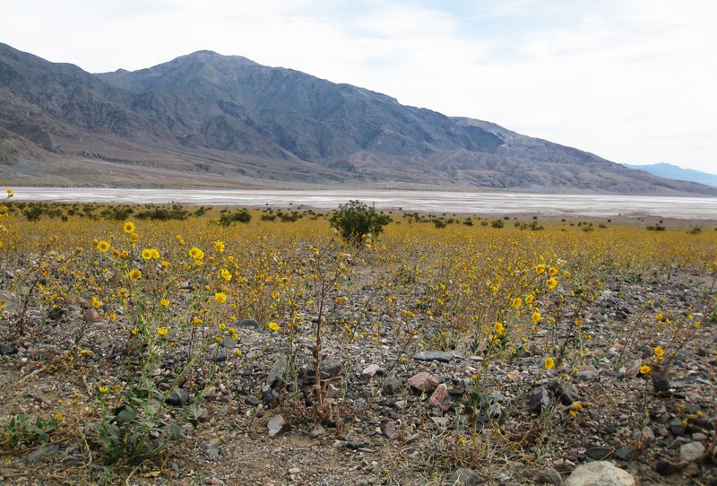 Hairy Desertsunflower photo 3