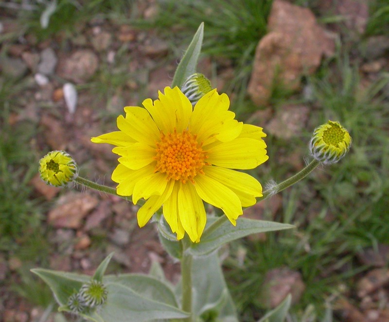 Hairy Desertsunflower
