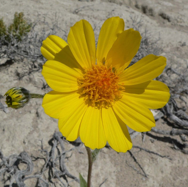 Hairy Desertsunflower photo 4
