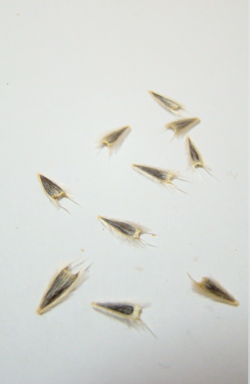 Hairy Desertsunflower photo 5