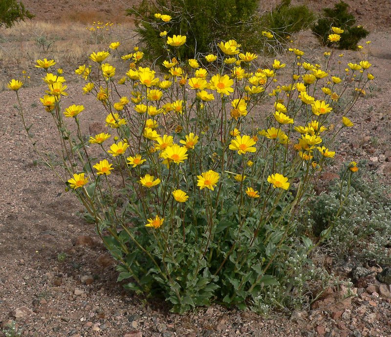 Hairy Desertsunflower photo 6