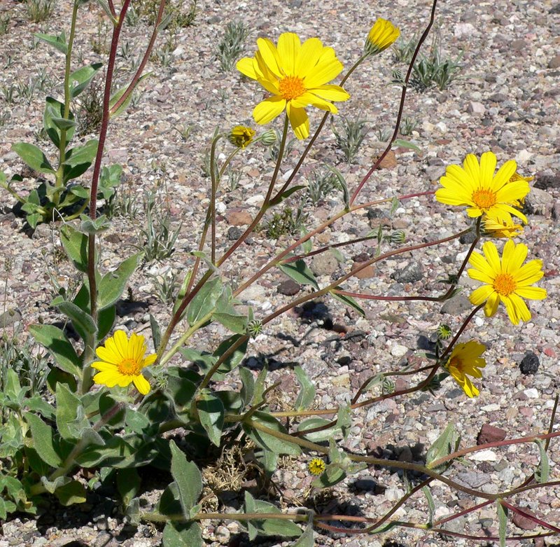 Hairy Desertsunflower photo 7