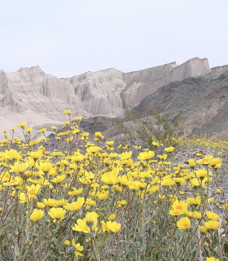 Hairy Desertsunflower
