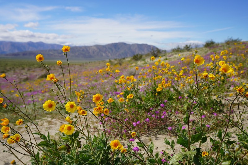 Hairy Desertsunflower photo 2