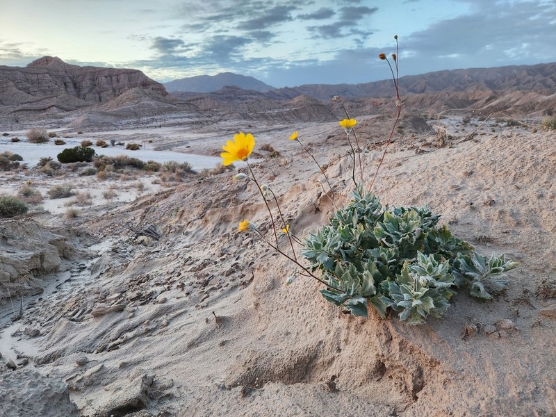 Hairy Desertsunflower photo 3