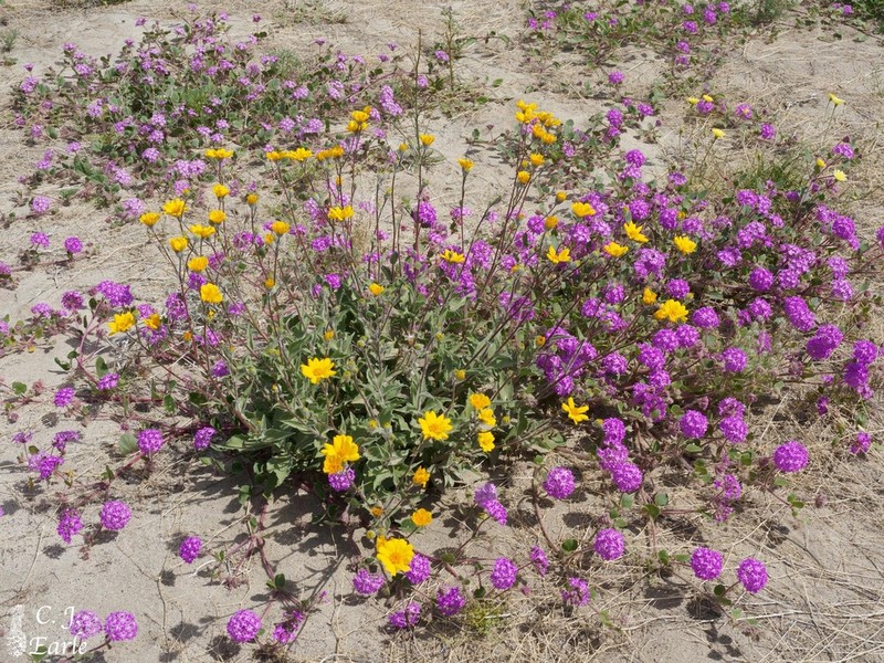 Hairy Desertsunflower photo 4