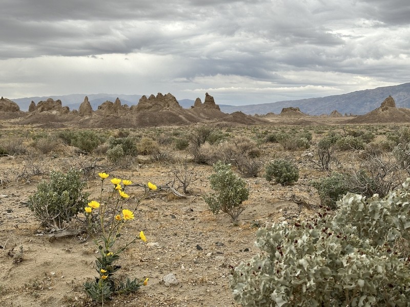 Hairy Desertsunflower photo 5
