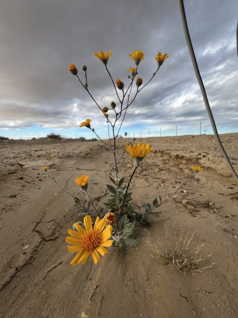 Hairy Desertsunflower photo 6