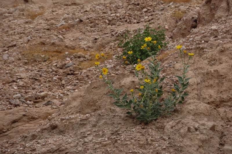 Hairy Desertsunflower photo 7