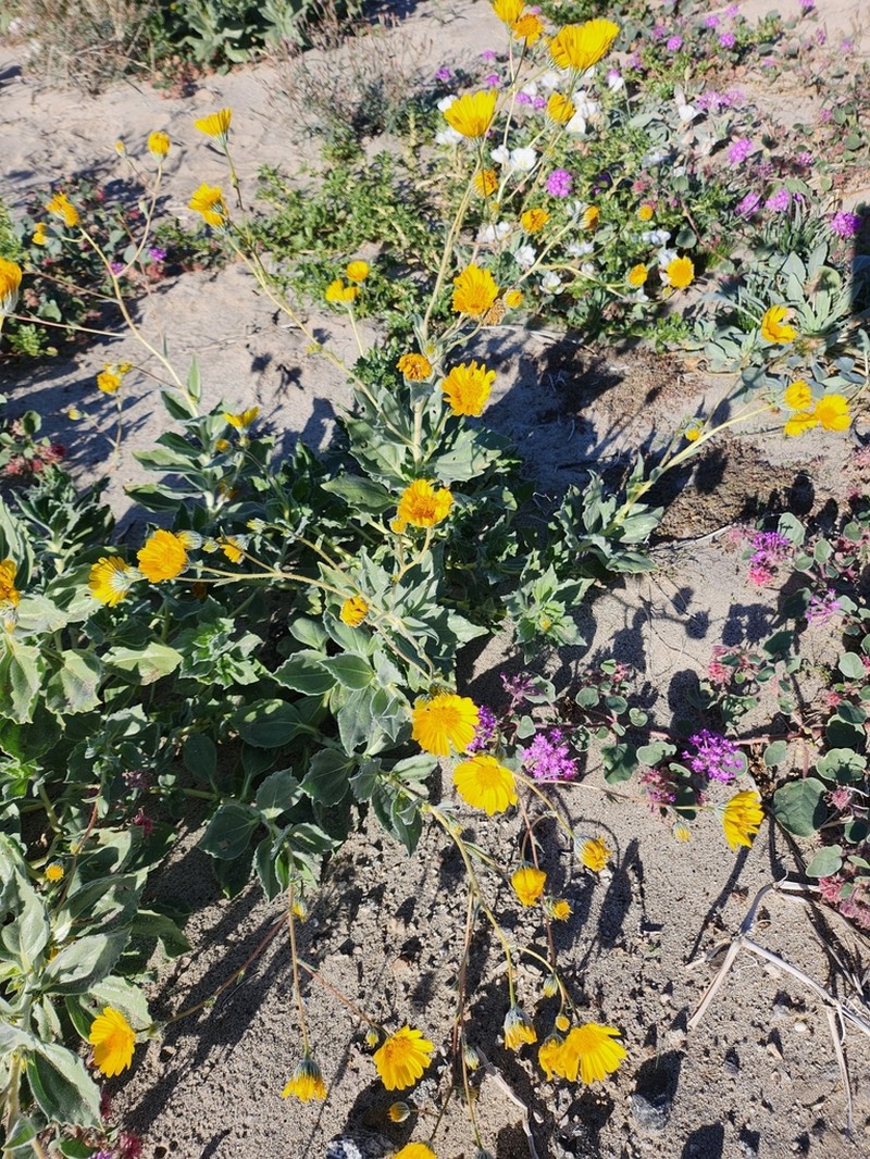 Hairy Desertsunflower photo 8