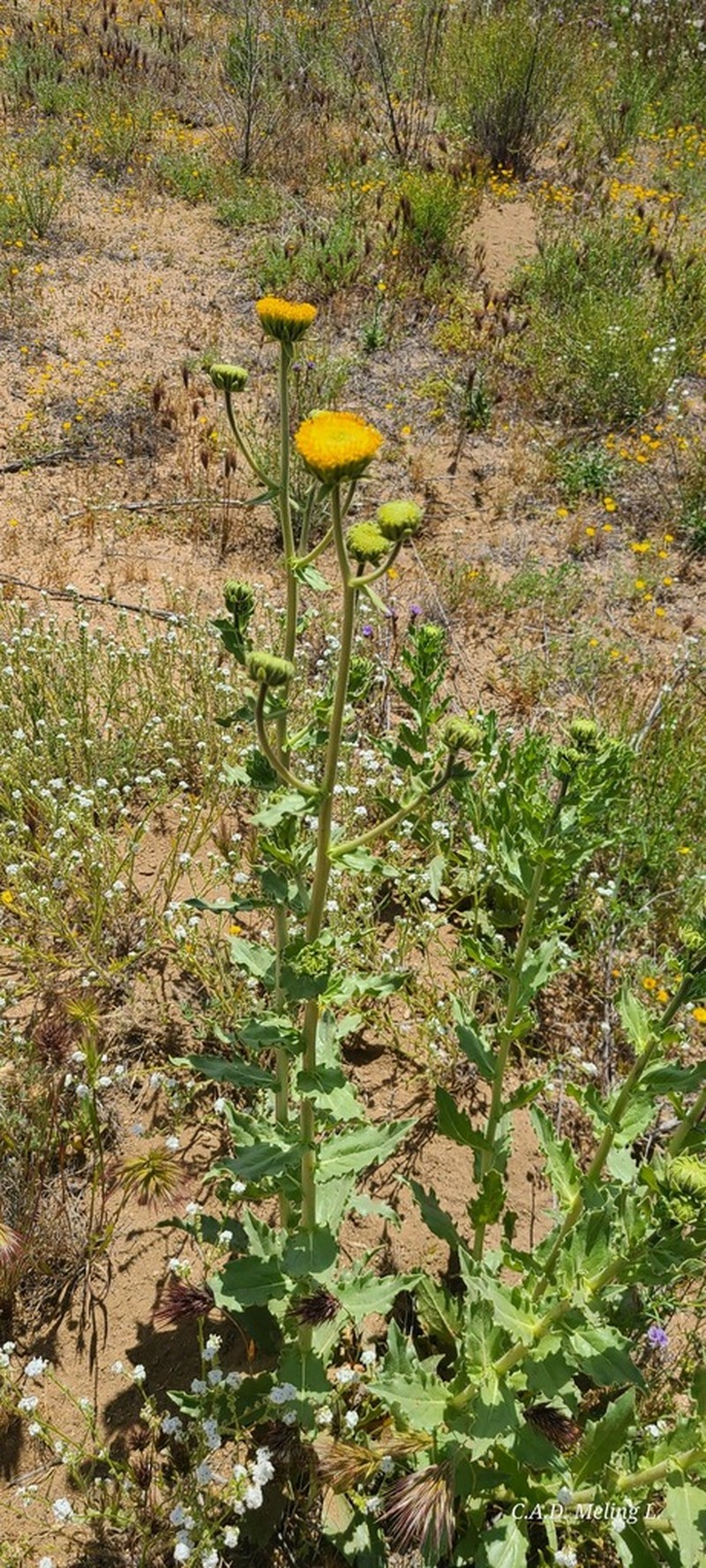 Sticky Desertsunflower