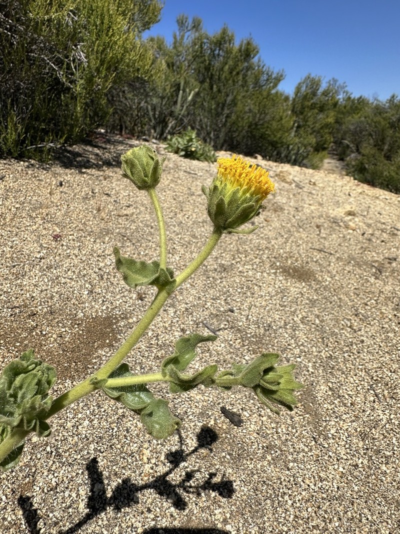 Sticky Desertsunflower photo 2