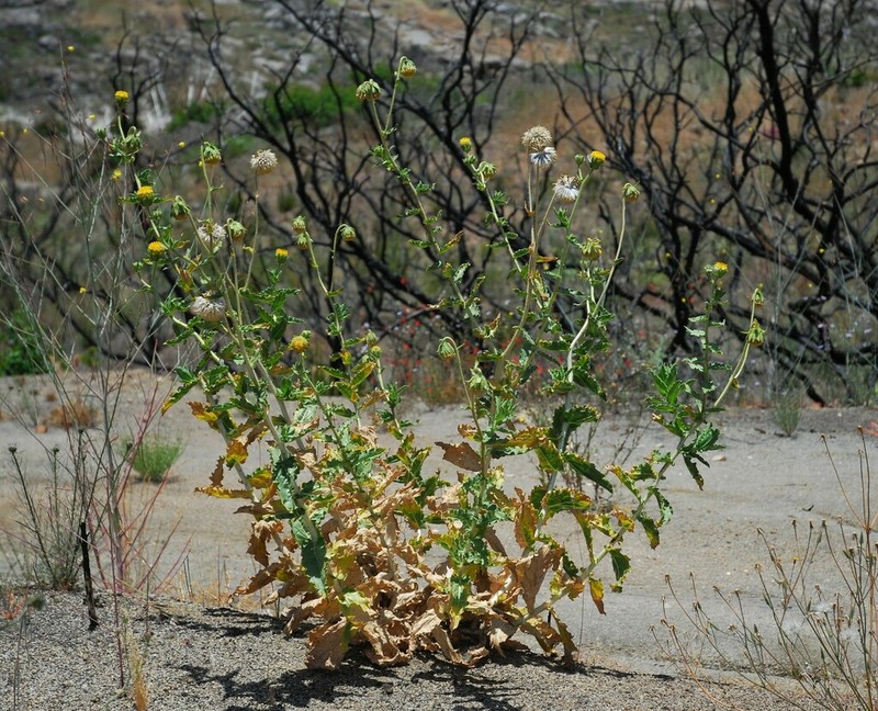 Sticky Desertsunflower photo 3