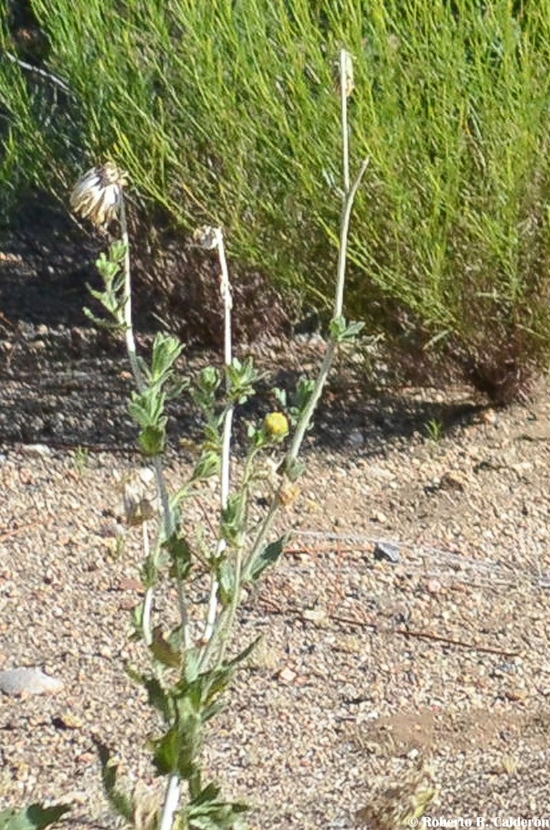 Sticky Desertsunflower photo 5