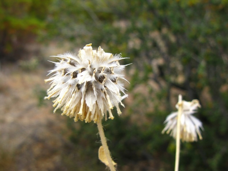 Sticky Desertsunflower photo 6