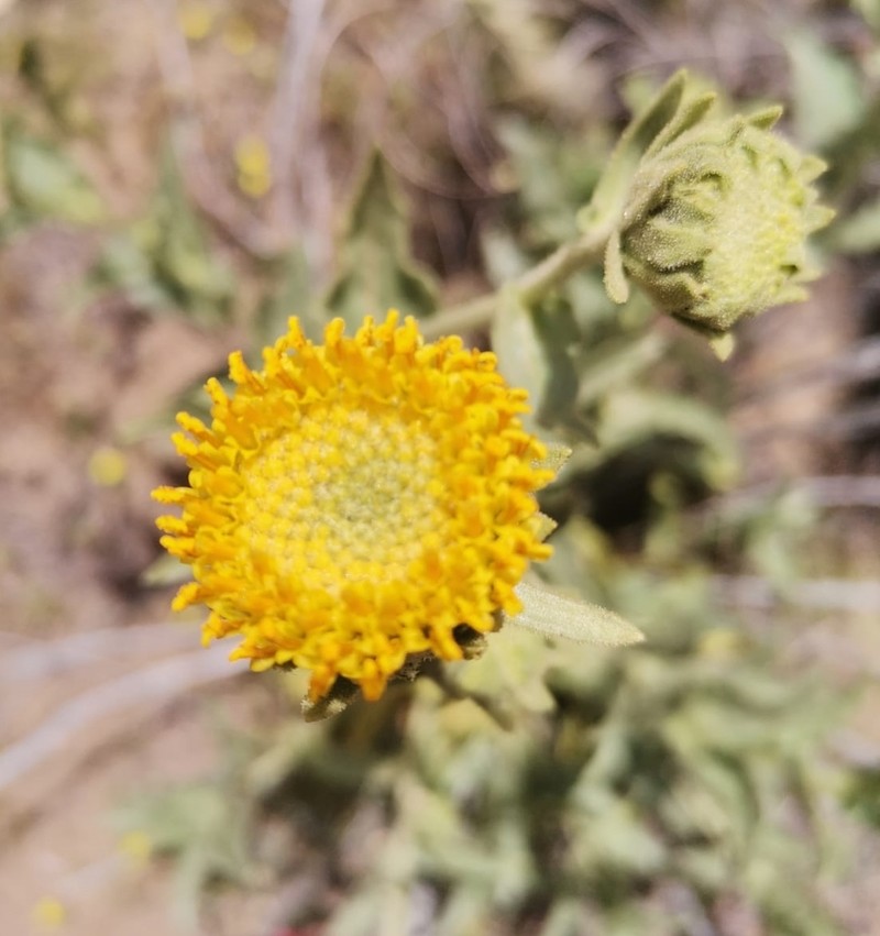 Sticky Desertsunflower photo 7