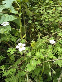 Geranium aculeolatum