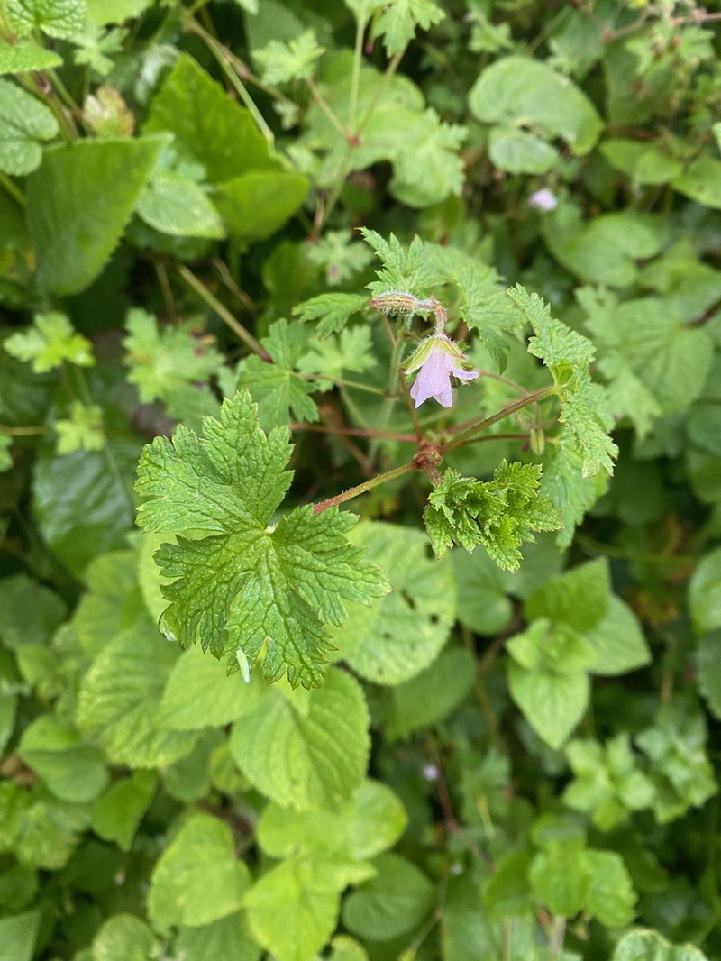 Geranium aculeolatum photo 2