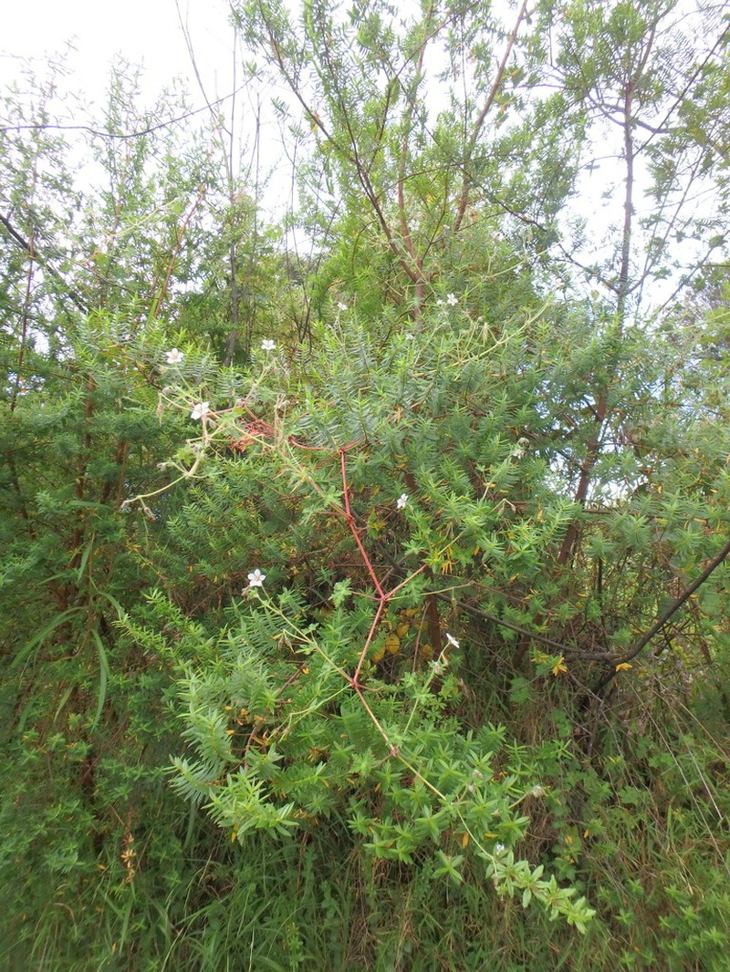Geranium aculeolatum photo 3