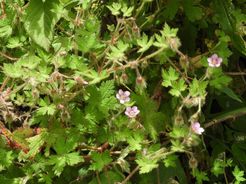 Geranium aculeolatum photo 4