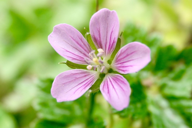 Geranium aculeolatum photo 5
