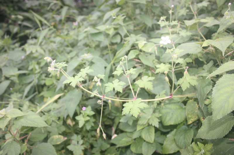 Geranium aculeolatum photo 6