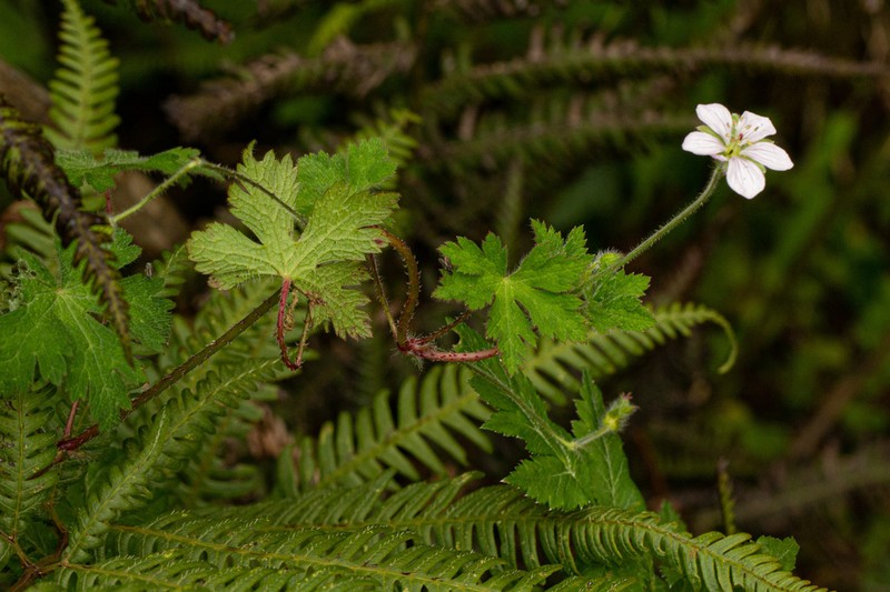 Geranium aculeolatum photo 7