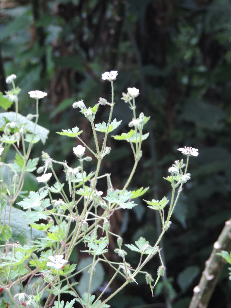 Geranium aculeolatum photo 8