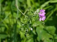 Geranium aequale
