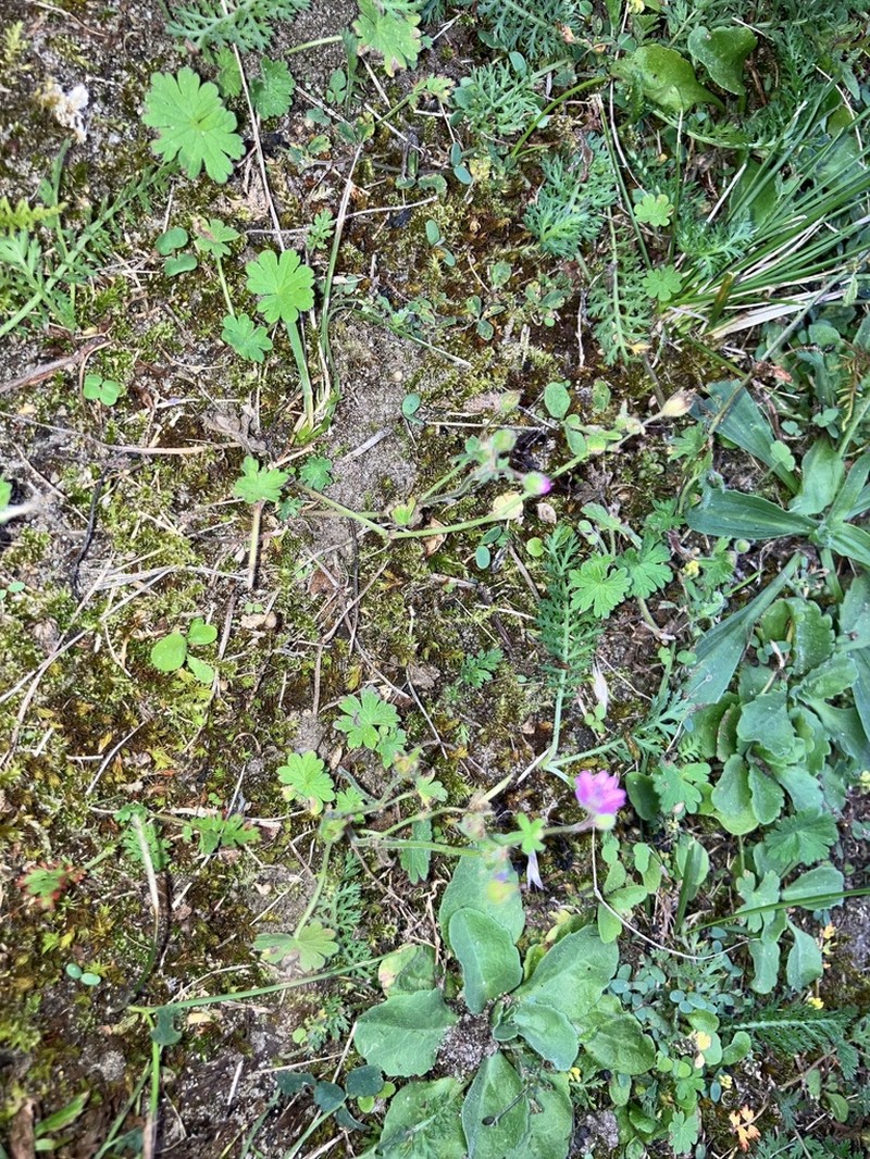 Geranium aequale photo 2
