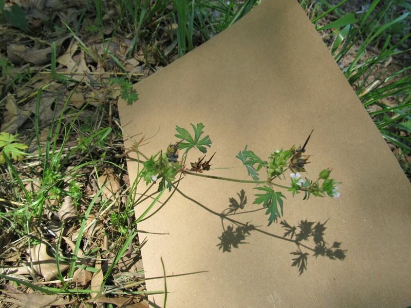 Geranium afrum