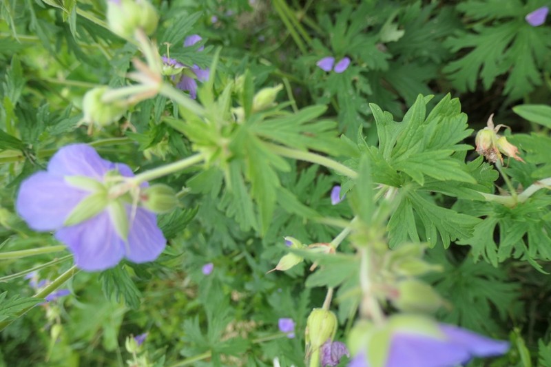 Geranium afrum photo 2