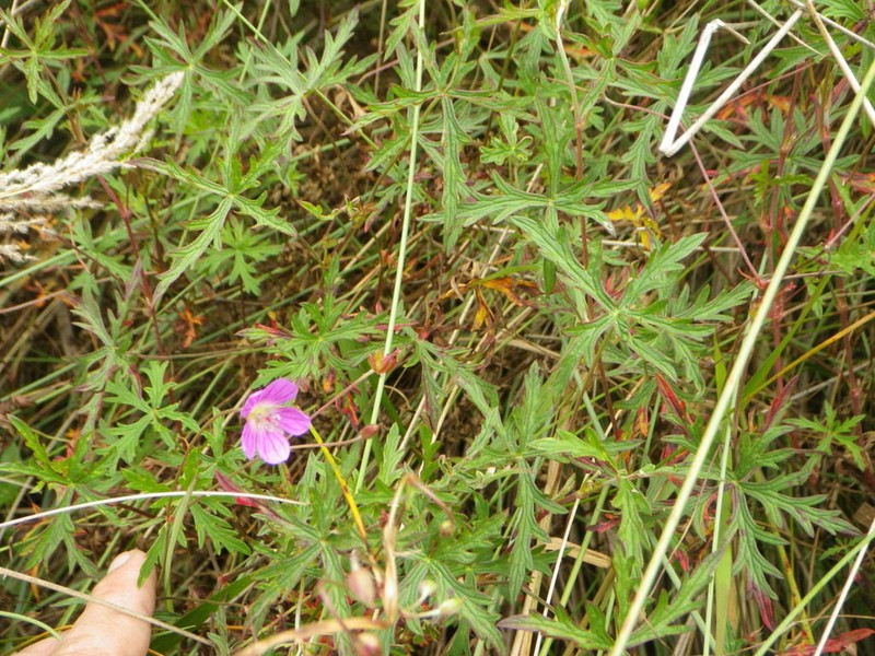 Geranium afrum photo 4