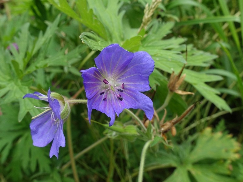 Geranium afrum photo 5