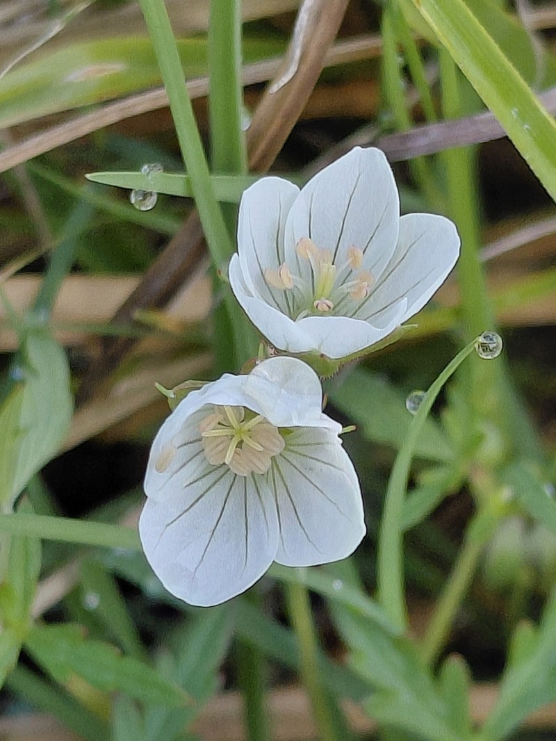 Geranium afrum photo 6