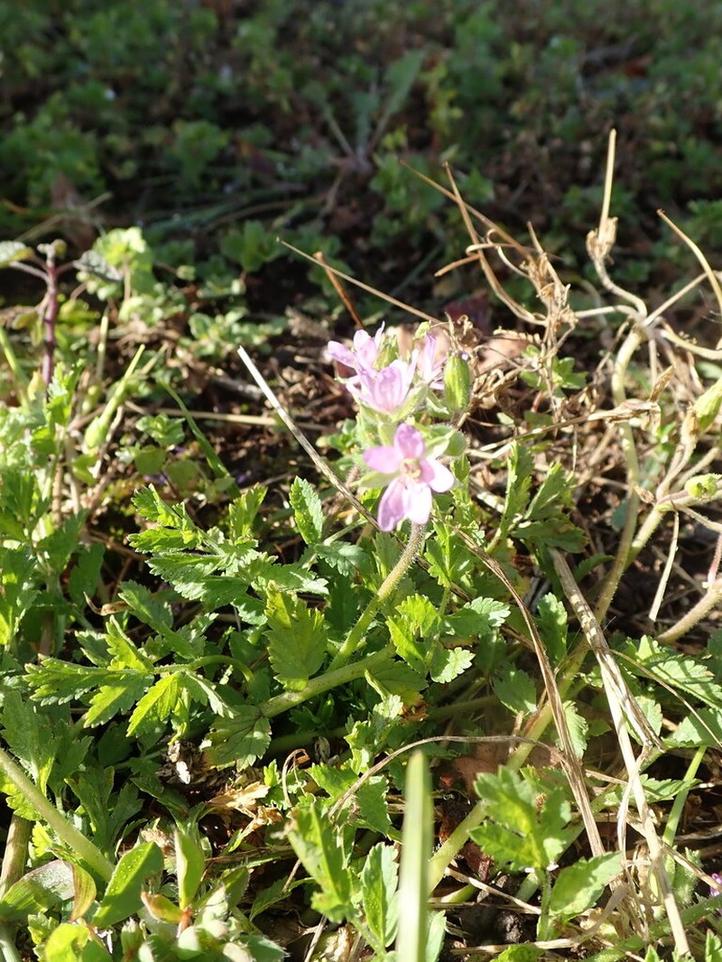 Geranium afrum photo 7
