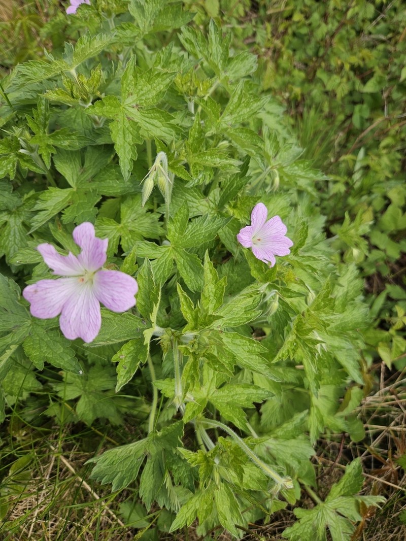 Geranium afrum photo 8