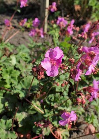 Geranium albanum