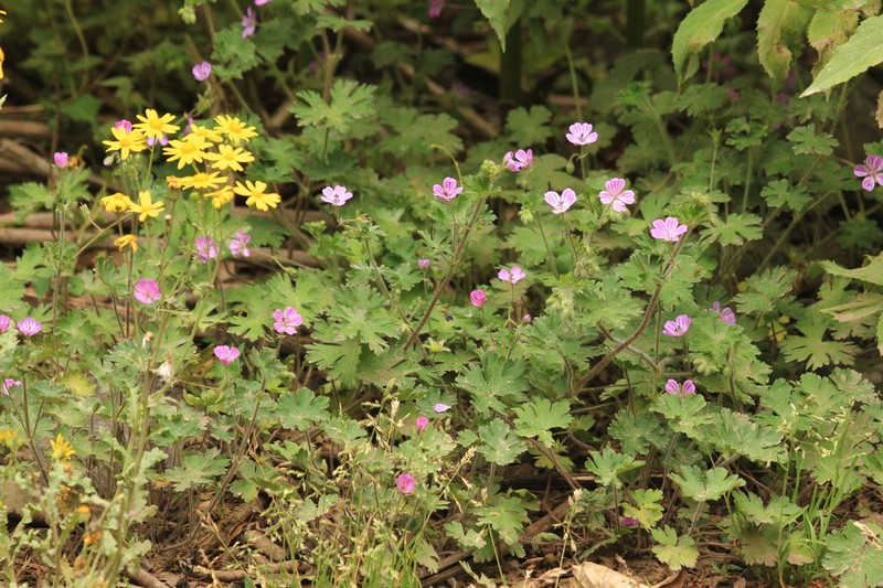 Geranium albanum photo 2