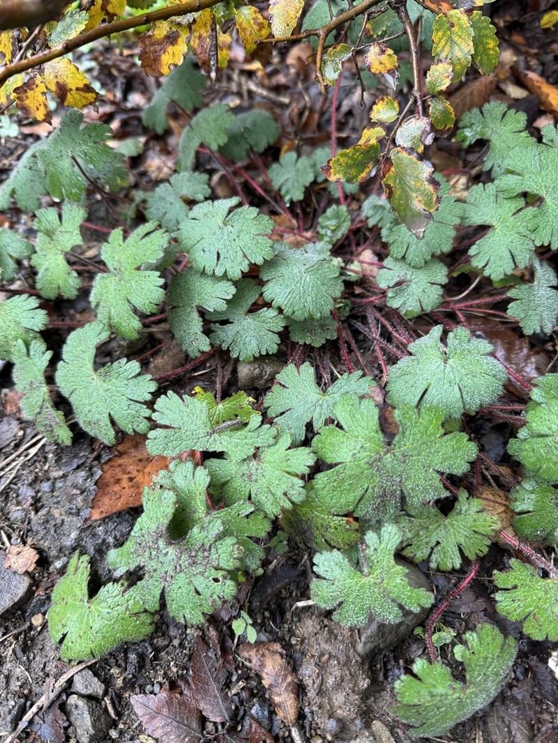 Geranium albanum photo 3