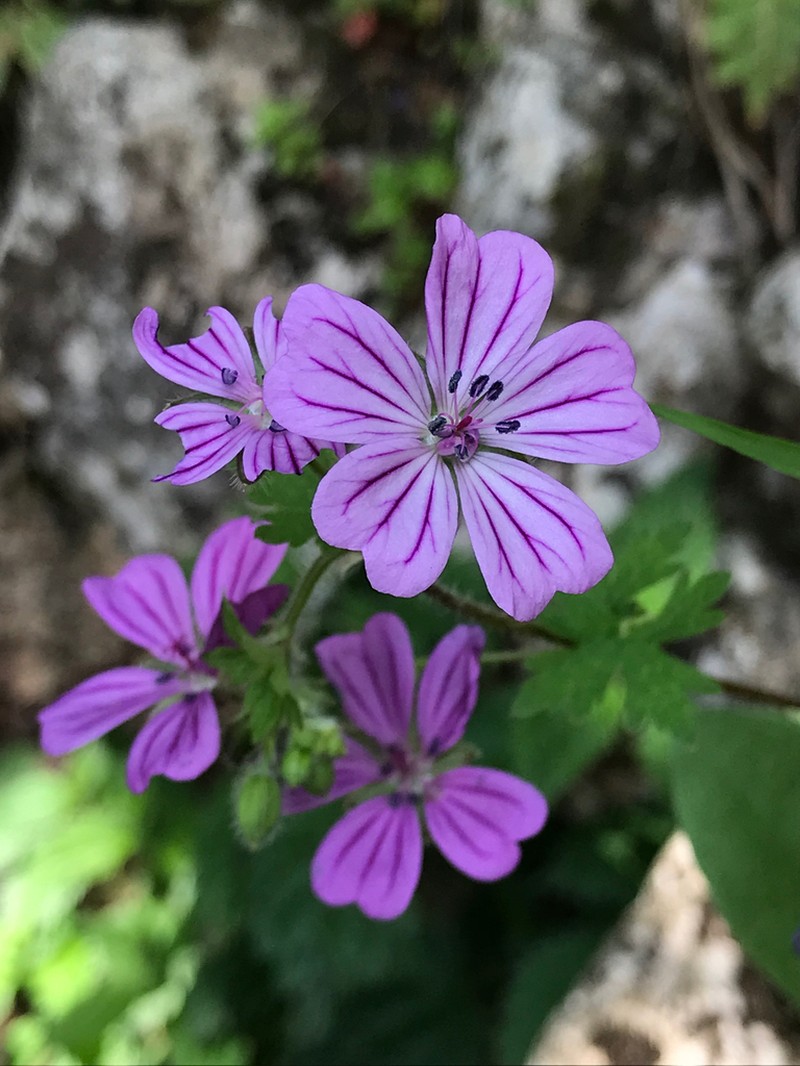 Geranium albanum photo 4