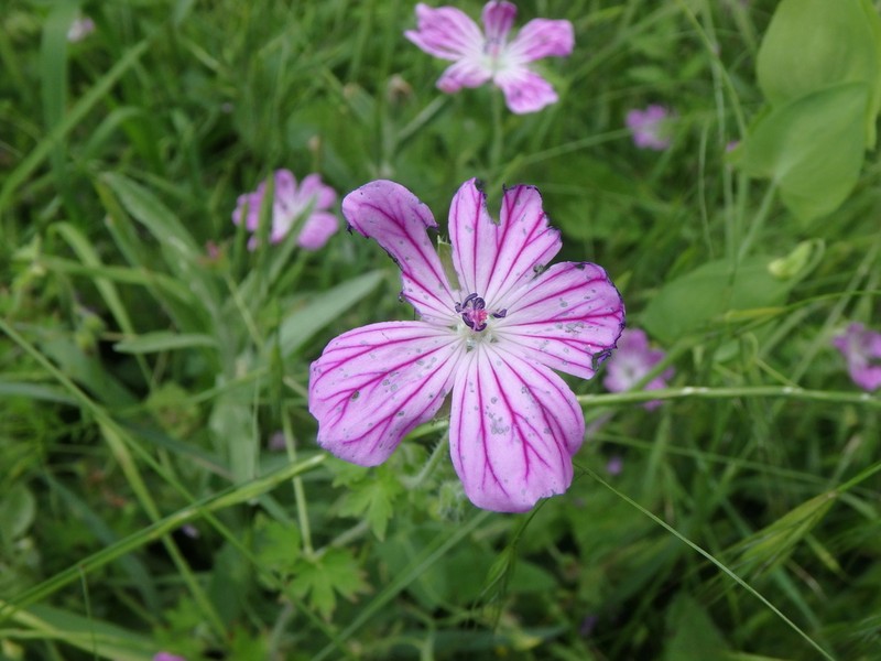 Geranium albanum photo 5