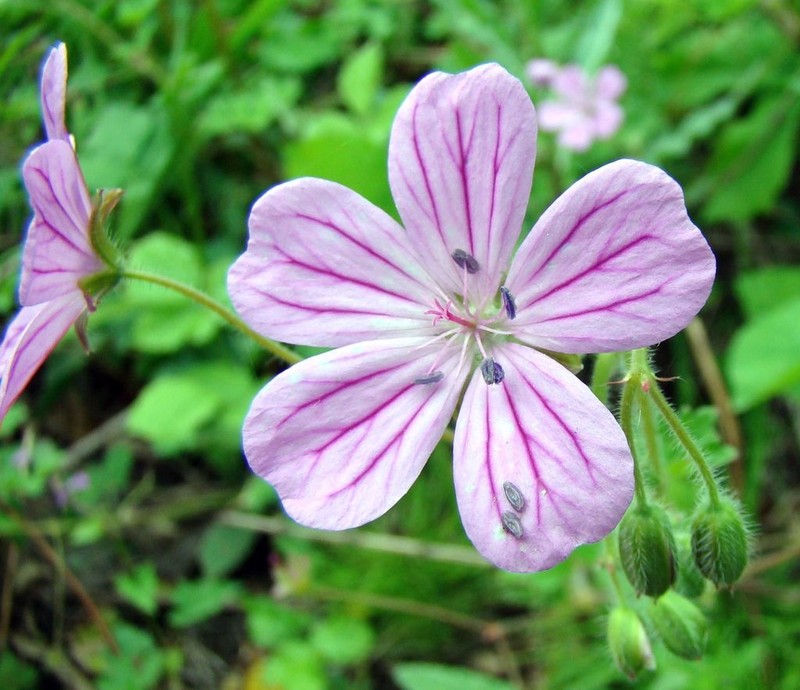 Geranium albanum photo 6