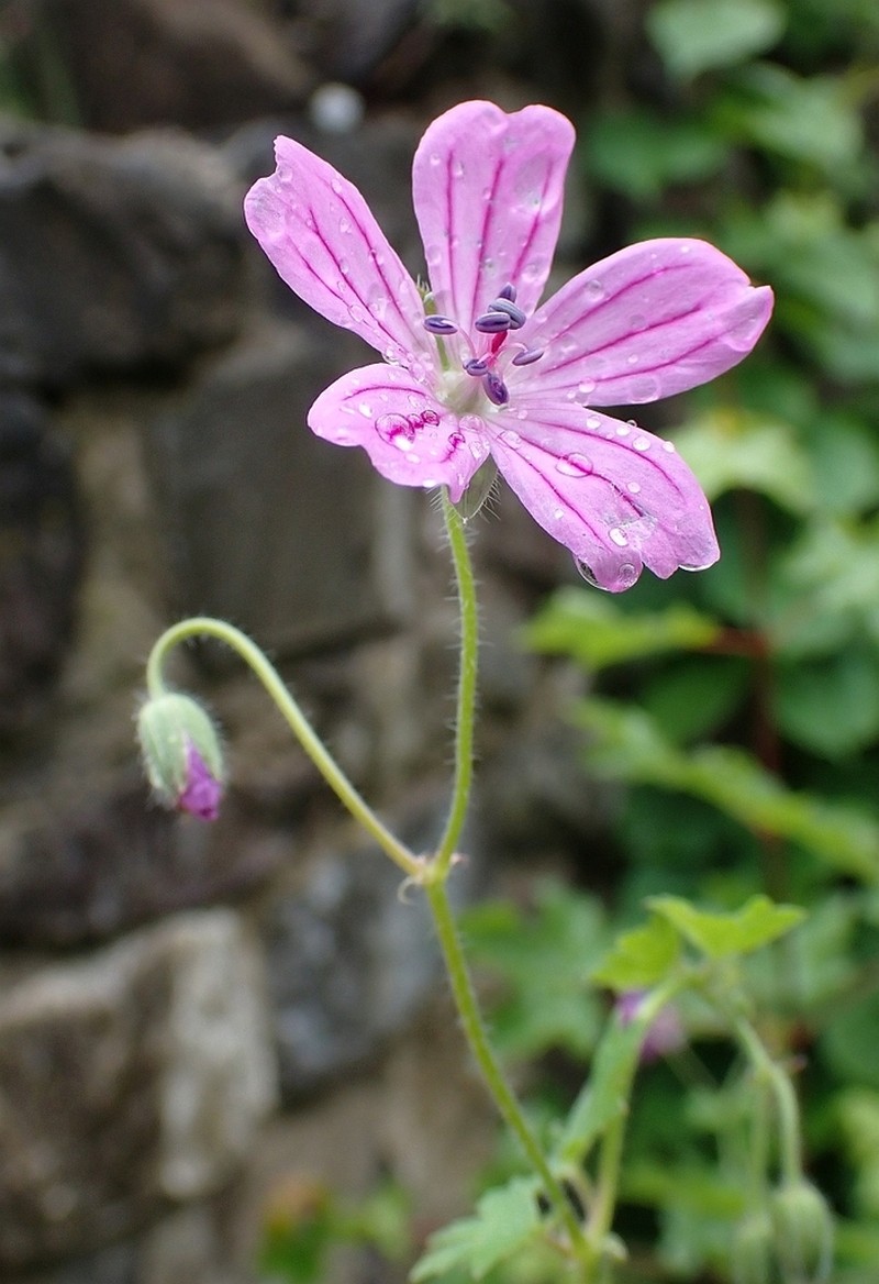 Geranium albanum photo 7
