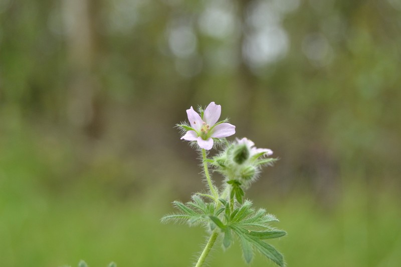 Geranium albicans