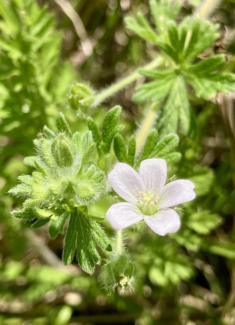 Geranium albicans photo 2