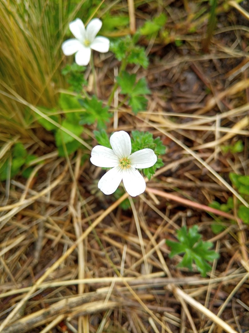 Geranium albicans photo 3