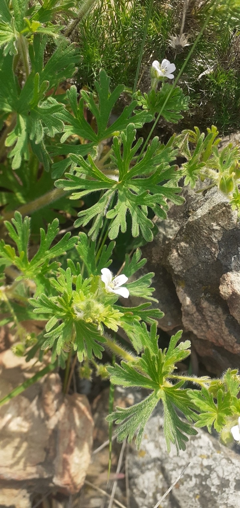Geranium albicans photo 4